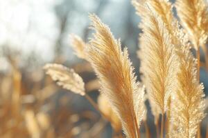 Golden pampas grass swaying in soft sunlight. photo