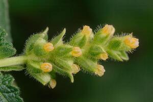 Cluster of budding flowers on a green stem. photo