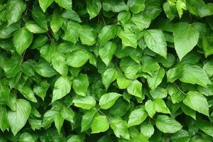 Dense green leaves creating a lush, natural backdrop. photo