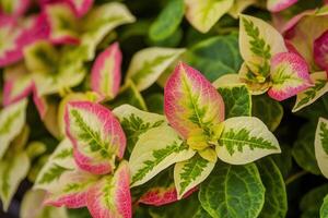 Colorful leaves with pink and green patterns. photo
