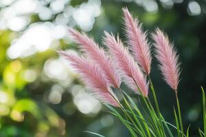 Delicate pink pampas grass swaying in gentle sunlight. photo