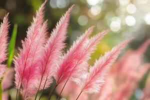 Delicate pink pampas grass swaying in soft sunlight. photo