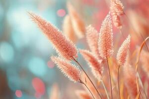 Delicate pink grasses against a soft, dreamy background. photo