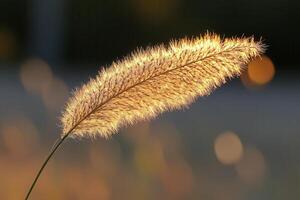 Glowing grass blade illuminated by sunlight. photo