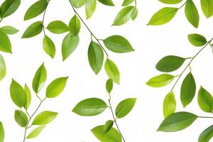 Green leaves arranged on a white background. photo