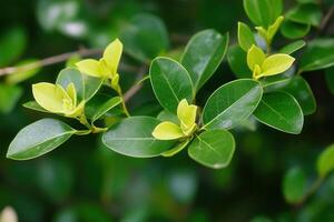Green leaves with bright yellow tips on a plant. photo