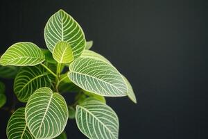 Green leaves with intricate patterns against a dark background. photo