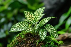 Green plant with patterned leaves on mossy surface. photo