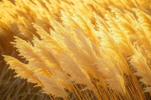 Golden pampas grass swaying in warm sunlight. photo