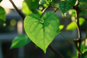 Heart-shaped leaf illuminated by sunlight. photo
