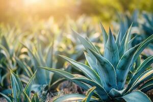 Lush agave plants in a sunlit field. photo
