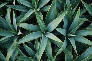 Lush green agave plants with sharp, pointed leaves. photo