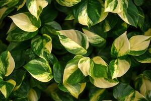 Lush green and variegated leaves create a vibrant foliage. photo