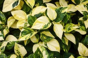 Lush green and cream variegated leaves close-up. photo
