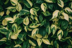 Lush green and variegated leaves create a vibrant texture. photo