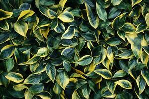 Lush green and yellow foliage creating a vibrant pattern. photo