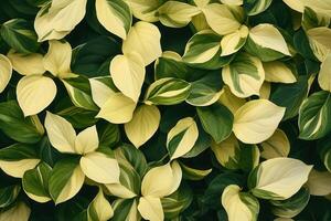 Lush green and yellow leaves create a vibrant foliage pattern. photo