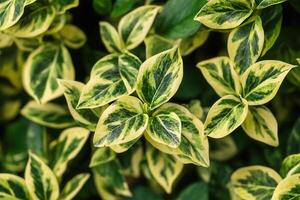 Lush green and variegated leaves of a houseplant. photo
