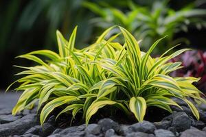 Lush green and yellow striped plants in a garden setting. photo