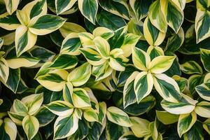 Lush green and yellow variegated leaves filling the frame. photo