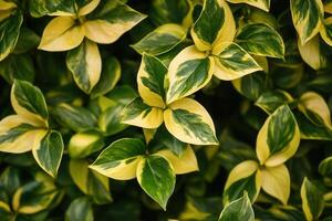 Lush green and yellow variegated leaves in close-up. photo