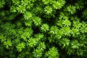 Lush green foliage with small, delicate leaves. photo