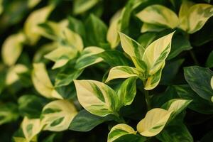 Lush green and variegated leaves in close-up view. photo