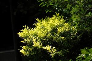 Lush green foliage illuminated by sunlight. photo