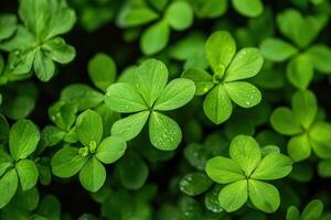 Lush green clover leaves with droplets of water. photo