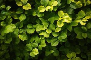 Lush green leaves forming a vibrant natural backdrop. photo