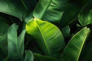 Lush green leaves with a vibrant highlight. photo