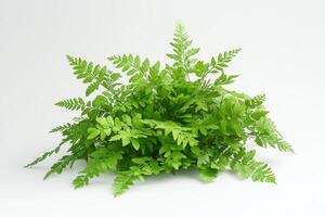 Lush green fern arrangement on a white background. photo