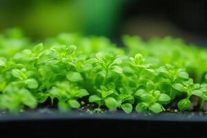 Growing seedlings in a greenhouse environment. photo