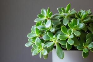 Green succulent plant in a white pot against a gray background. photo