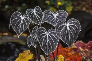 Heart-shaped leaves with intricate white veins. photo