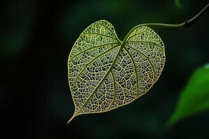 Intricate leaf structure illuminated against a dark background. photo