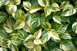 Lush green and variegated leaves create a vibrant display. photo