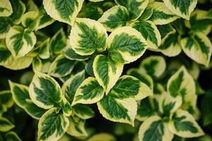Lush green and cream variegated leaves close-up. photo
