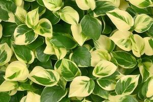 Lush green and variegated leaves creating a vibrant pattern. photo