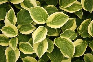 Lush green and variegated leaves create a vibrant pattern. photo