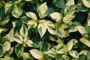 Lush green and variegated leaves in a dense arrangement. photo