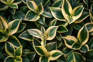 Lush green and variegated plant leaves in a dense arrangement. photo
