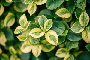 Lush green and variegated leaves in a natural setting. photo