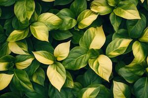 Lush green and yellow leaves create a vibrant foliage pattern. photo