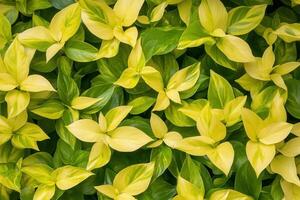Lush green and yellow leaves create a vibrant foliage pattern. photo