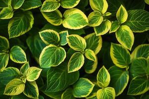 Lush green and yellow leaves in a vibrant arrangement. photo