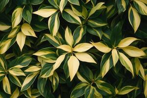 Lush green and yellow leaves creating a vibrant pattern. photo