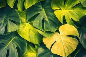 Lush green and yellow tropical leaves background. photo