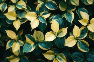Lush green and yellow leaves creating a vibrant pattern. photo