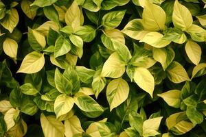 Lush green and yellow leaves in a vibrant arrangement. photo
